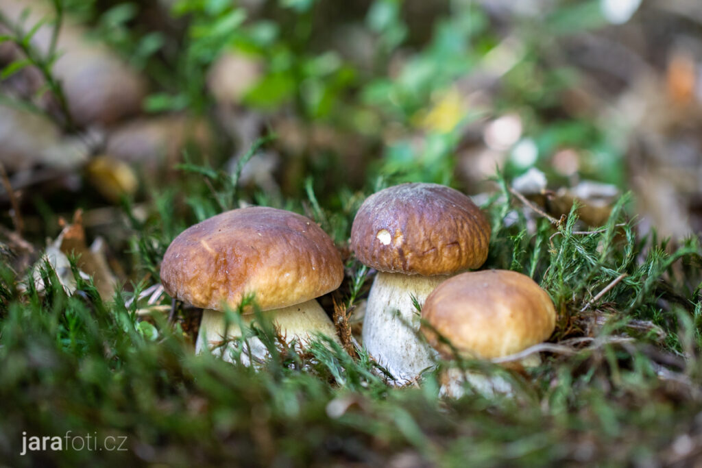 Hřib smrkový (21.9.2019, Tišnovsko)