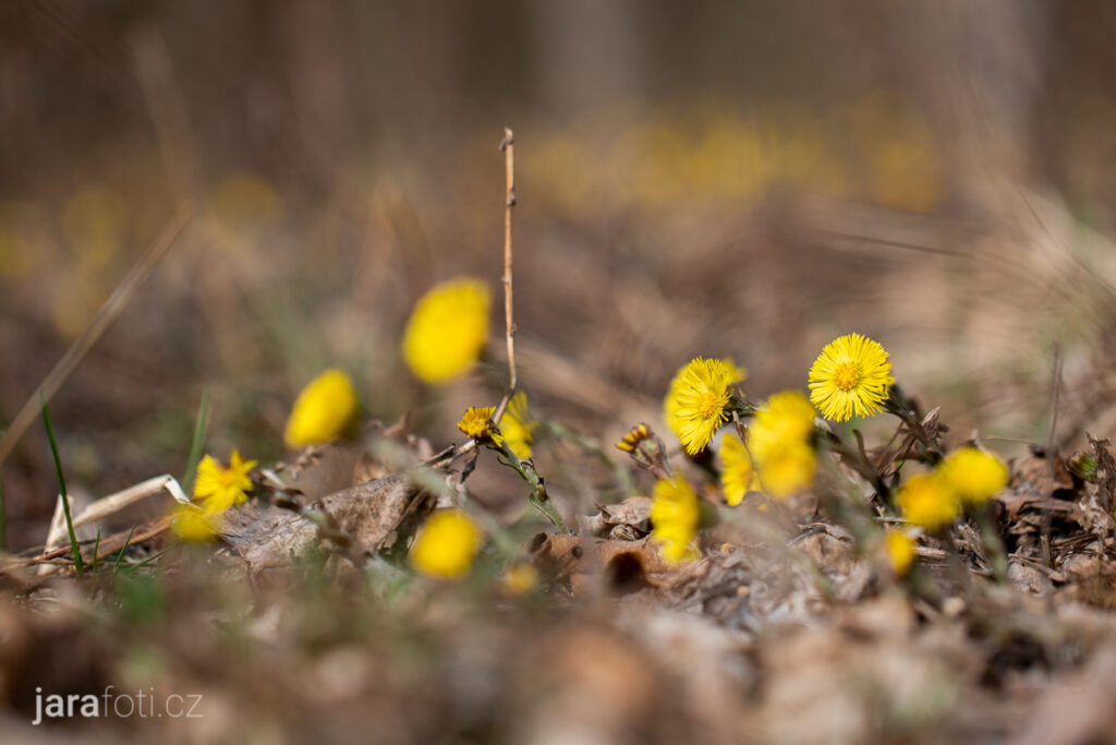 Podběl lékařský (24.3.2019, Tišnovsko)